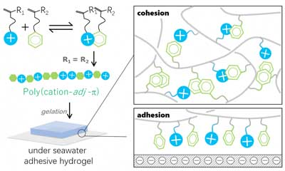 polymers with adjacent cationic (blue)–aromatic (green) sequences