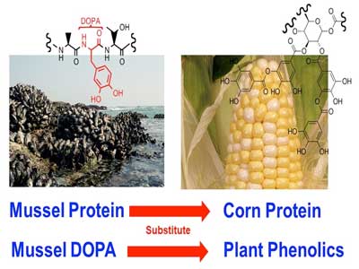 mussel protein