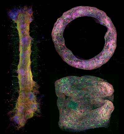Different neural tissue geometries formed by biofacbrication