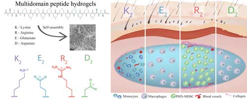 An illustration shows how effective a selection of custom-designed peptide hydrogels are in controlling inflammation