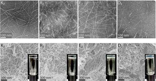 samples of synthetic, biocompatible hydrogels