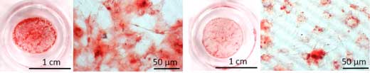 microscope image of cells