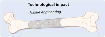 stem cells grown on the polymer that changes shape at a programmed temperature could perhaps one day be used to support the healing of severely fractured bones