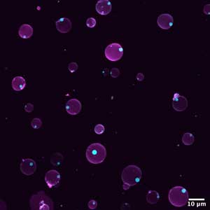 Synthetic cells with compartments