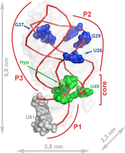 RNA aptamer changes its structure when it binds hypoxanthine