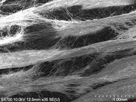 electrospun honeycomb polycaprolactone scaffold