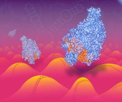 Cas13 enzymes traveling along a RNA landscape
