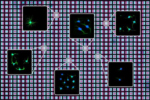 technique utilizes photolithography and programmable DNA to rapidly 'print' two-dimensional arrays of cells and proteins that mimic a wide variety of cellular environments in the body