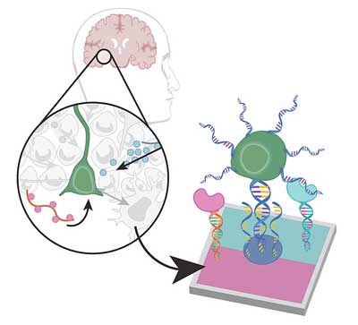 A graphic shows neural stem cells and proteins attached to a flat surface on DNA tethers