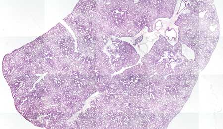 A section of engineered rat lung
