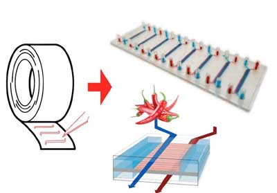 A simplified schematic of the gut-on-a-chip system made with double-sided tape
