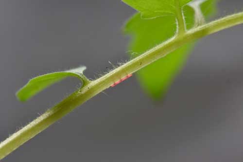 tomoto plant with attached red microneedle patch
