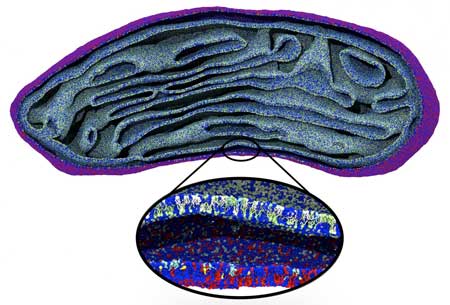Snapshot of a Simulated Mitochondrion