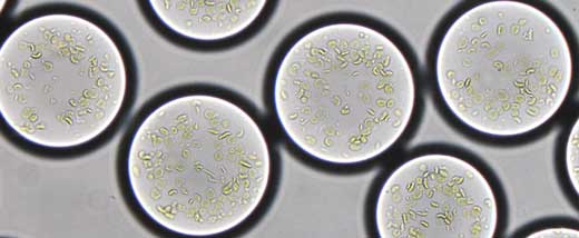 Plant thylacoids are encapsulated in micro-droplets