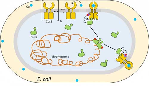 n E. coli bacterium, the inner membrane sensor protein CusS mobilizes from a clustered form upon sensing copper ions in the environment