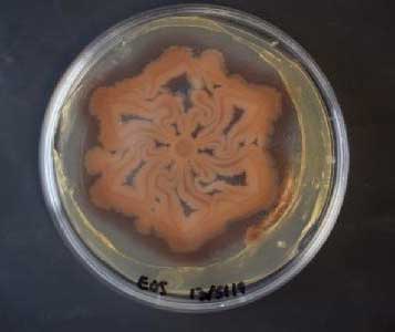 A bacterial biofilm patterned using MeniFluidics