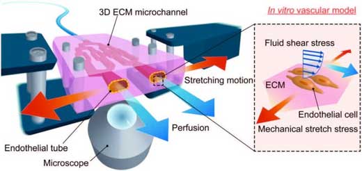 Concept of an ECM-based stretchable microfluidic system