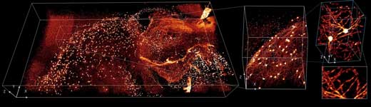 Fluorescence Imaging of a Mouse Brain