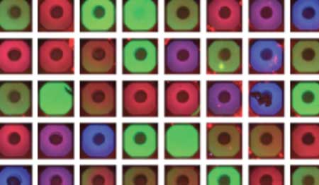 Fluorescent image of artificial cells on a chip
