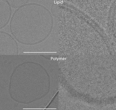 Electron microscopic images of a natural cell membrane (top) and the polymer PDMS-g-PEO