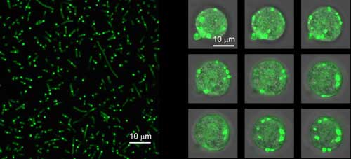 Intrinsically disordered proteins (fluorescent green) clump together within cells to form artificial organelles