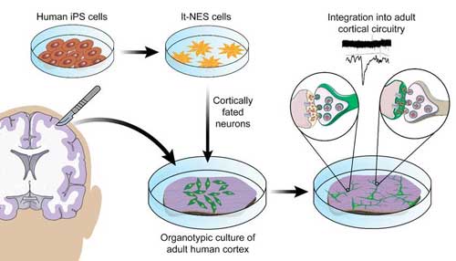 Cortically fated neuroepithelial-like stem (lt-NES) cells, which are able to form functional synaptic networks in cell culture, differentiate to mature layer-specific cortical neurons when transplanted ex vivo onto organotypic cultures of adult human cortex