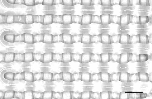 3D-printed bioscaffold as designed with help from a machine learning algorithm