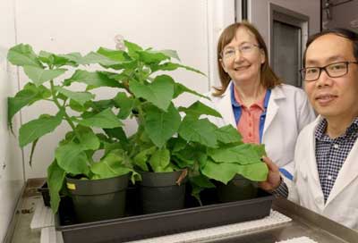 Maureen Hanson, left, professor of molecular biology and genetics and plant biology and Myat Lin, research associate, in the Weill Plant Transformation Facility