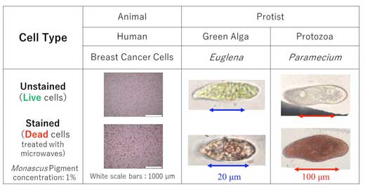 Lending Color to Dead Cells--A Novel Natural Dye for Screening Cell Viability