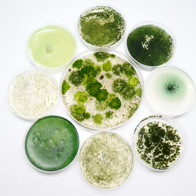 different species of cyanobacteria in petri dishes