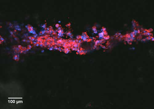A magnified image show neurons growing in a line along printable bioconductive ink
