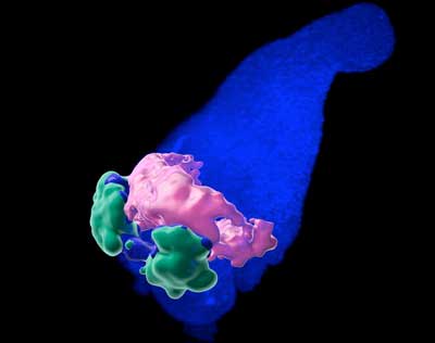 3D structure of the anterior cardiac crescent-like domain in gastruloids
