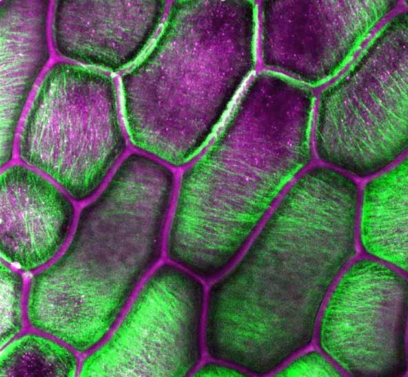 crystal orientation of cellulose fibers, pictured here in green in the cells of an onion skin peel