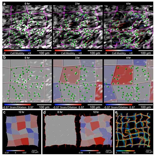 The NMBS utilized for 3D strain mapping of drosophila ovariole tissue