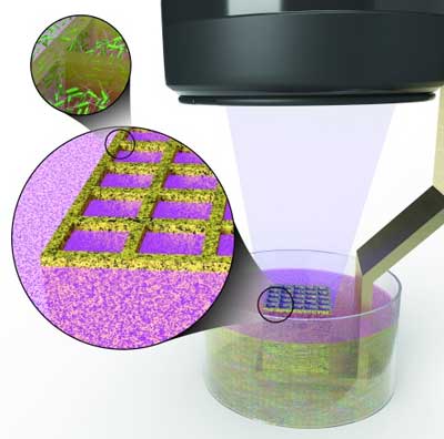 3D bioprinting microbes