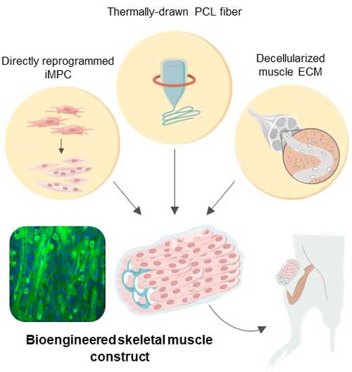 Schematic illustration of the 3D skeletal muscle-like bioengineered constructs