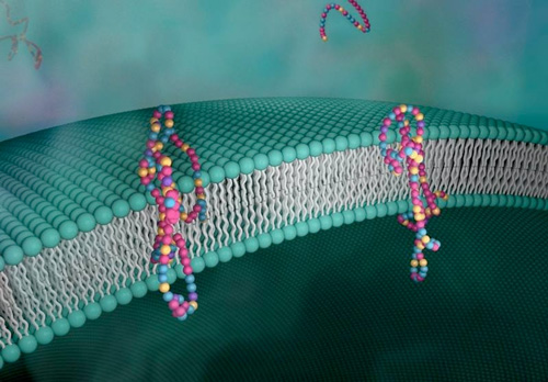Image of a designer material that mimics biological cell membranes for proton transport