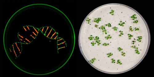 transgenic seeds appear red, non-transgenic seeds green