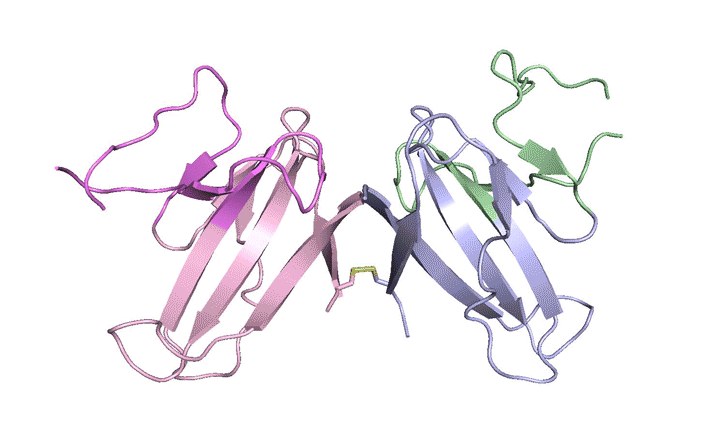 A ribbon diagram of the ORF8 protein structure