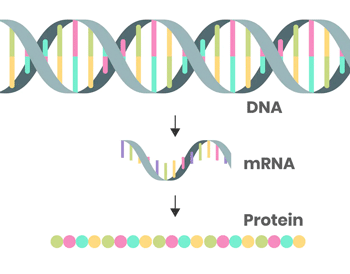 schematic of DNA, mRNA and a protein