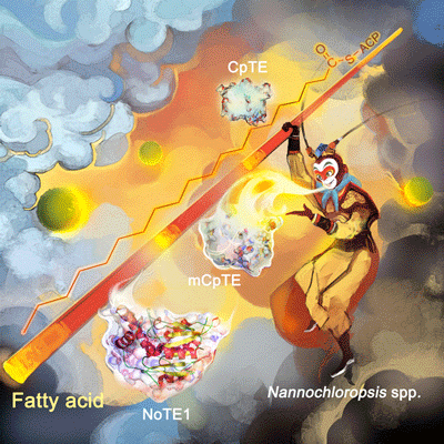 In the engineered microalgal oil factory, length of fatty acid molecules can be tuned at will, just like the golden cudgel of Monkey King
