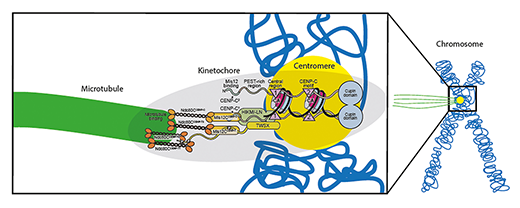 Scheme of the reconstituted kinetochore binding the centromere (yellow) of the chromosome (blue) on one side and a microtubule (green) on the other side