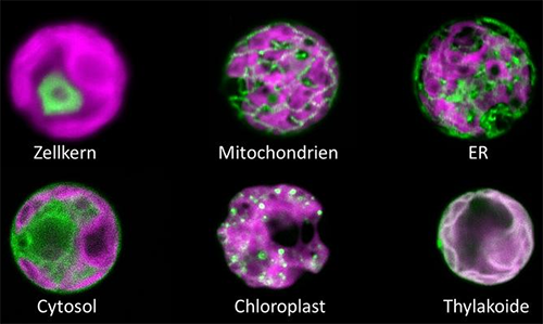 H2O2 sensor (green) in 6 compartments of a Chlamydomonas cell filled by the large chloroplast