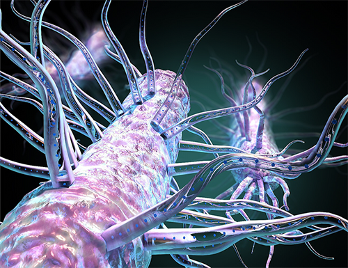 bacterial nanowires