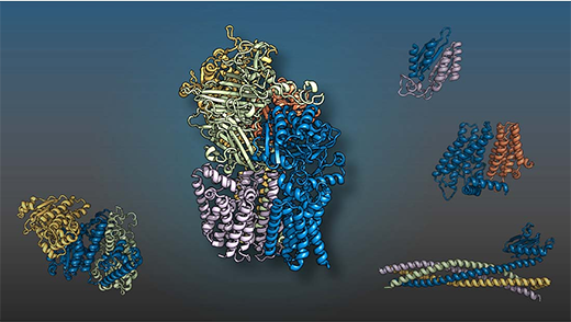 yeast proteins shown in different colors