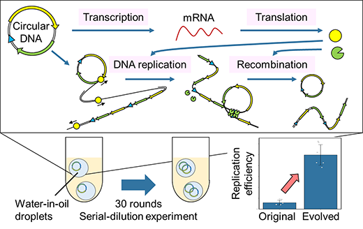 Artificial genomic DNA replication and evolution outside of the cell