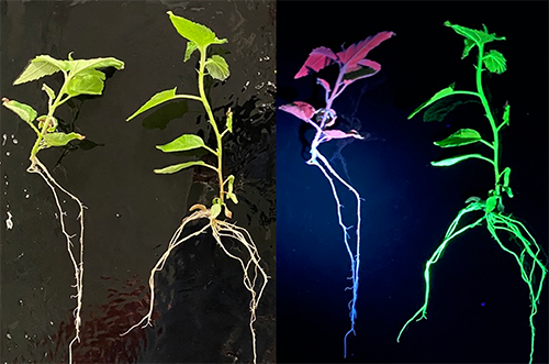 biosensor system reveals CRISPR activity in poplar plants, which glow bright green under ultraviolet light, compared to normal plants, which appear red