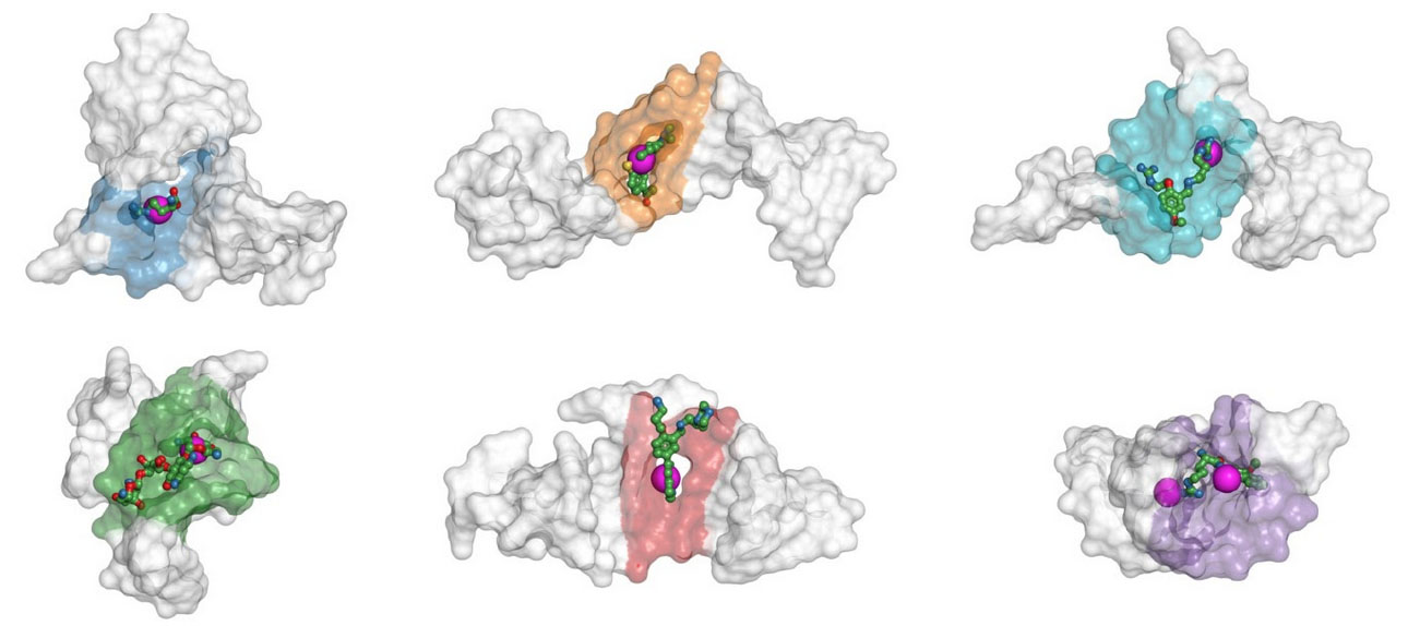 different spatial configurations of the same RNA sequence of HIV