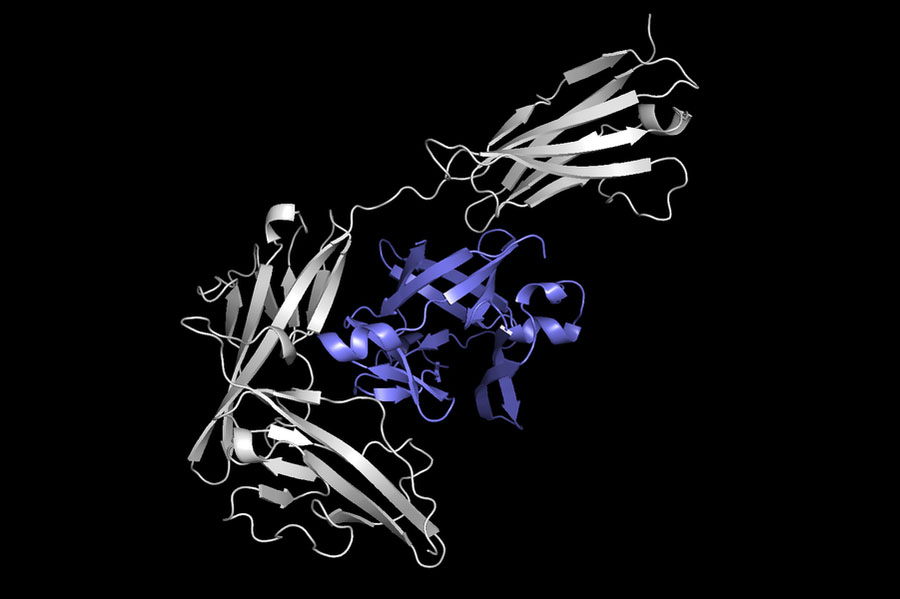 This image shows one protein (in gray) docking with another protein (in purple) to form a protein complex