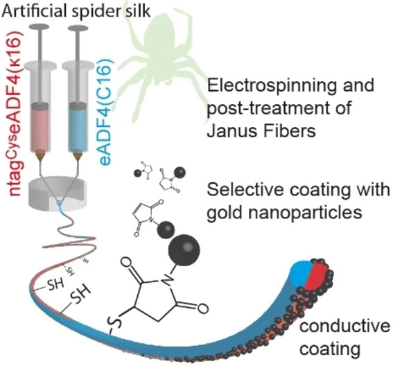 Site-Specific Functionalization of Recombinant Spider Silk Janus Fibers